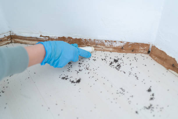 Best Pest Control Near Me  in Poth, TX